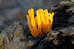 Image of Calocera viscosa (Pers.) Fr. 1821