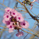 Ipomoea schulziana O'Donell resmi