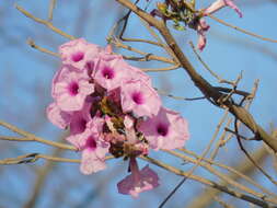 Ipomoea schulziana O'Donell resmi