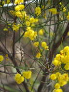Image of Acacia extensa Lindl.