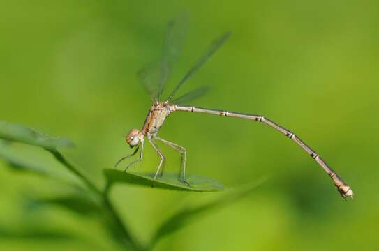 Image of Emerald Spreadwing