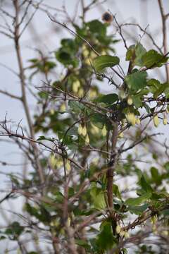 Image of Clematis cirrhosa L.