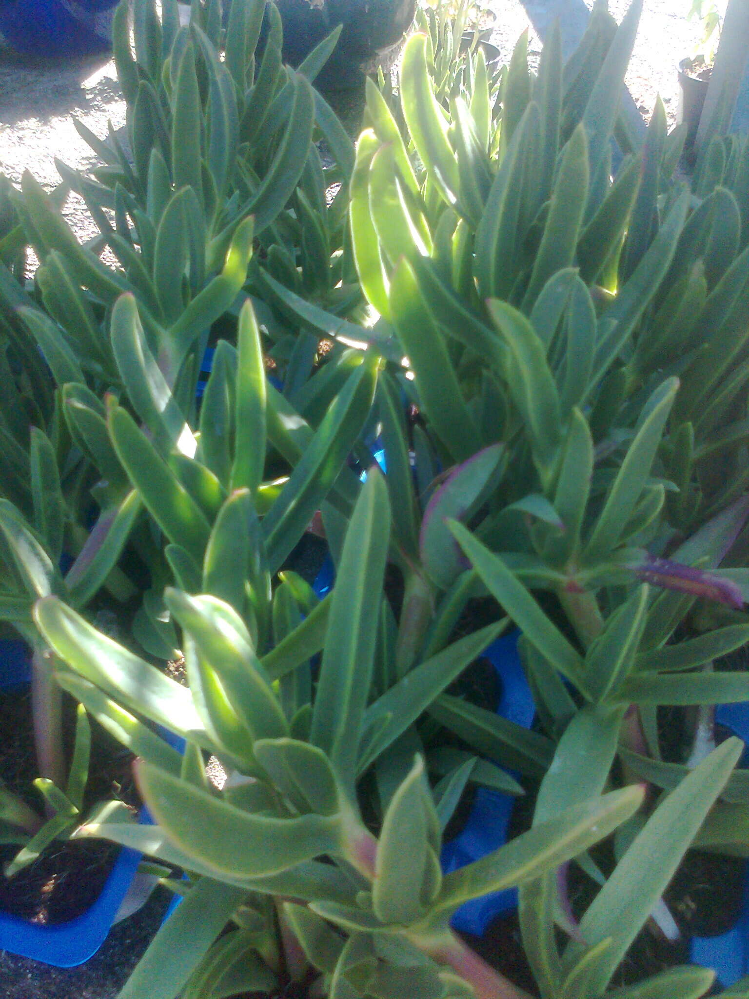 Image of Carpobrotus muirii (L. Bol.) L. Bol.