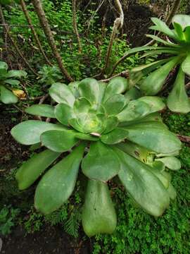 Image of saucer-plant