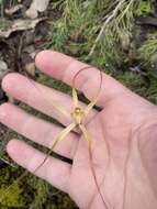 Image of Caladenia caesarea subsp. caesarea