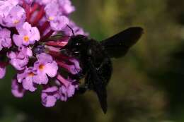 Image of Carpenter bee