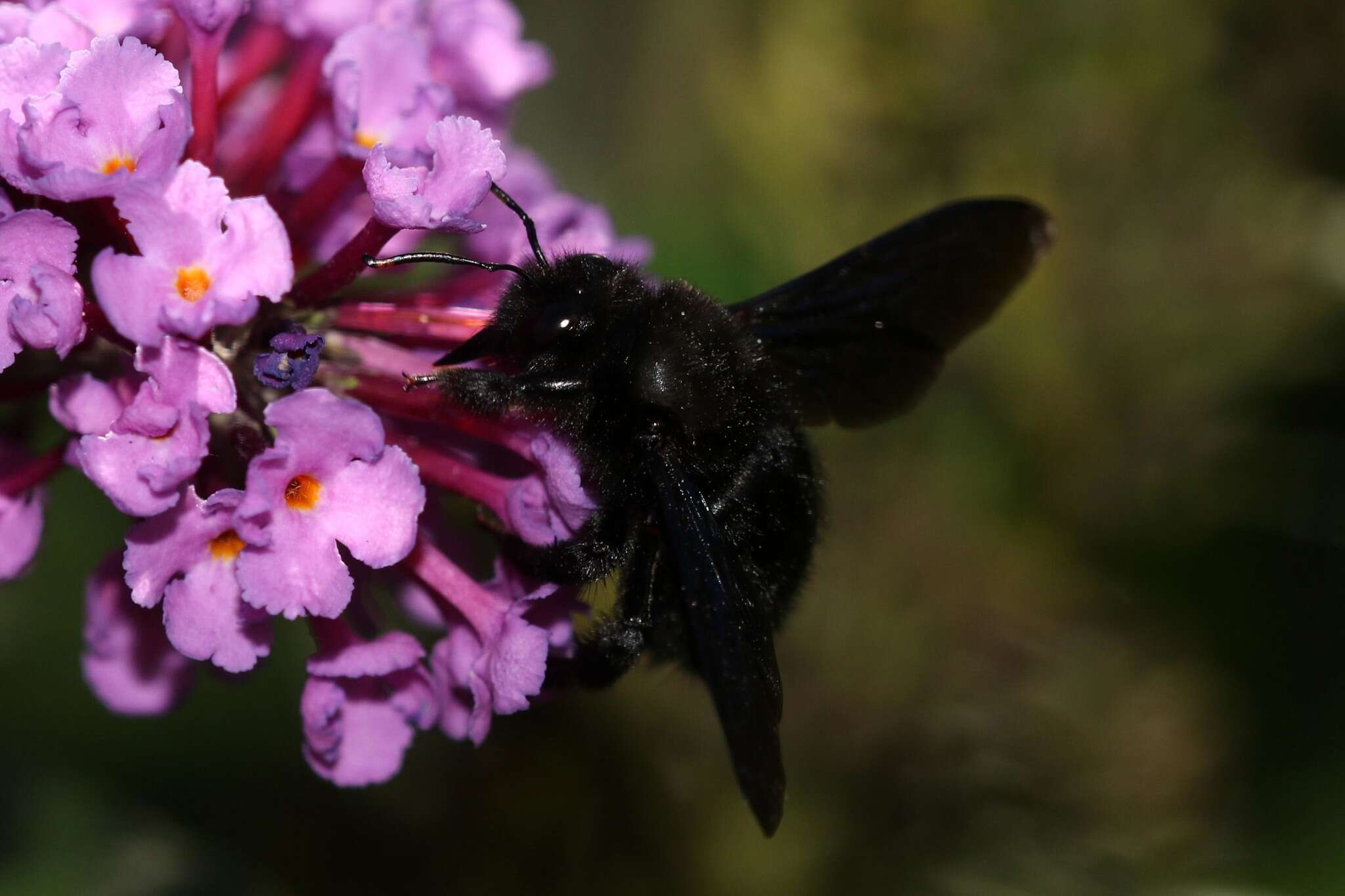 Imagem de Xylocopa violacea (Linnaeus 1758)