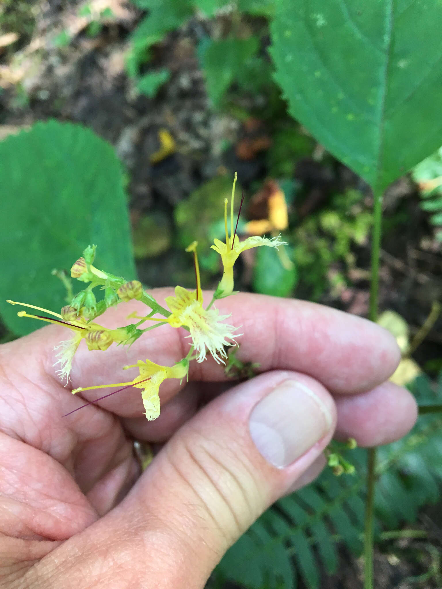 Слика од Collinsonia canadensis L.