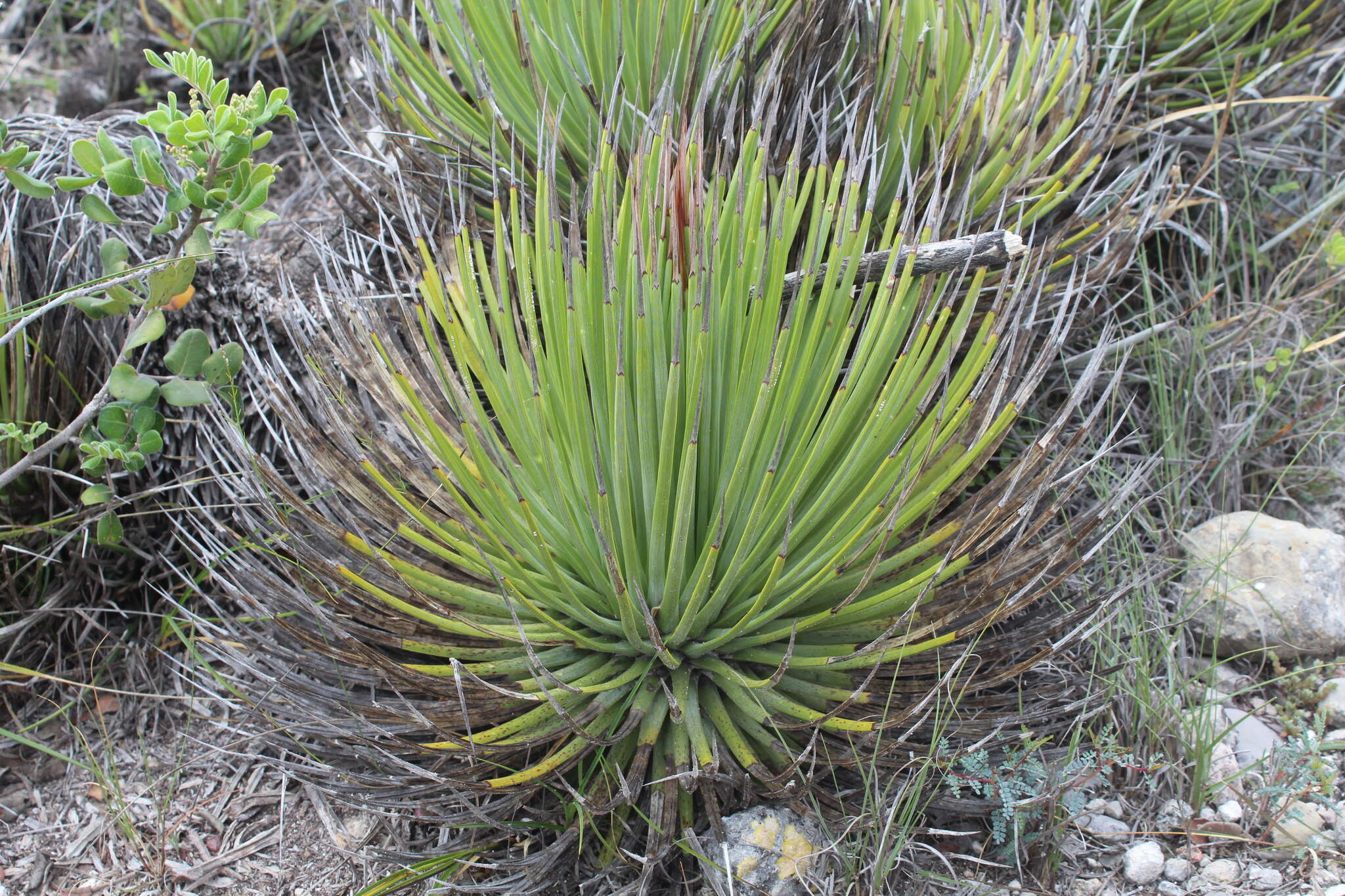 Agave striata subsp. striata resmi