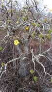 Image of Uncarina grandidieri (Baill.) Stapf