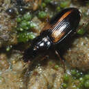 Image of Carabidae