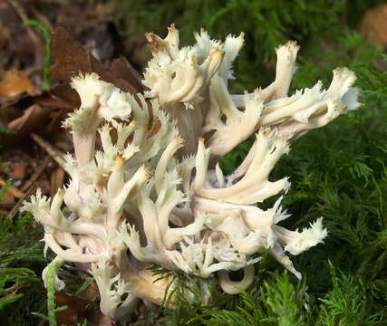 Image of Clavulina coralloides (L.) J. Schröt. 1888