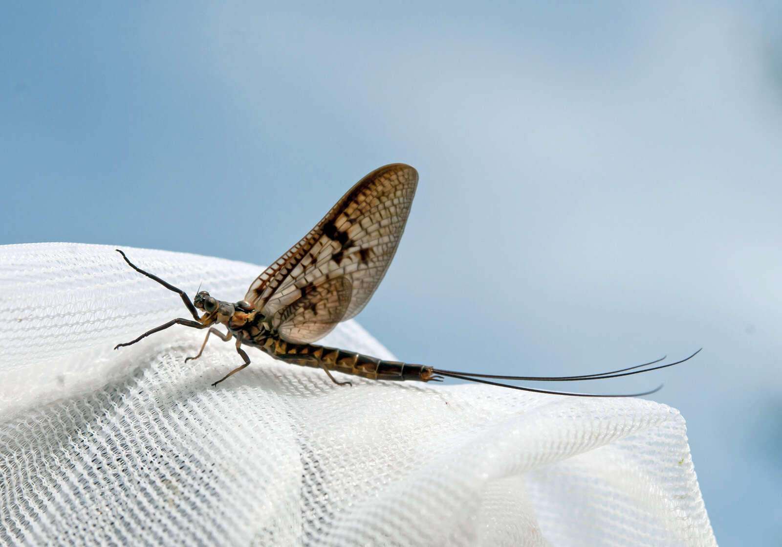 Ephemera vulgata Linnaeus 1758 resmi