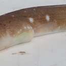 Image of Palespotted Eel