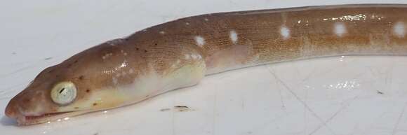 Image of Palespotted Eel