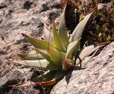 صورة Aloe succotrina Weston