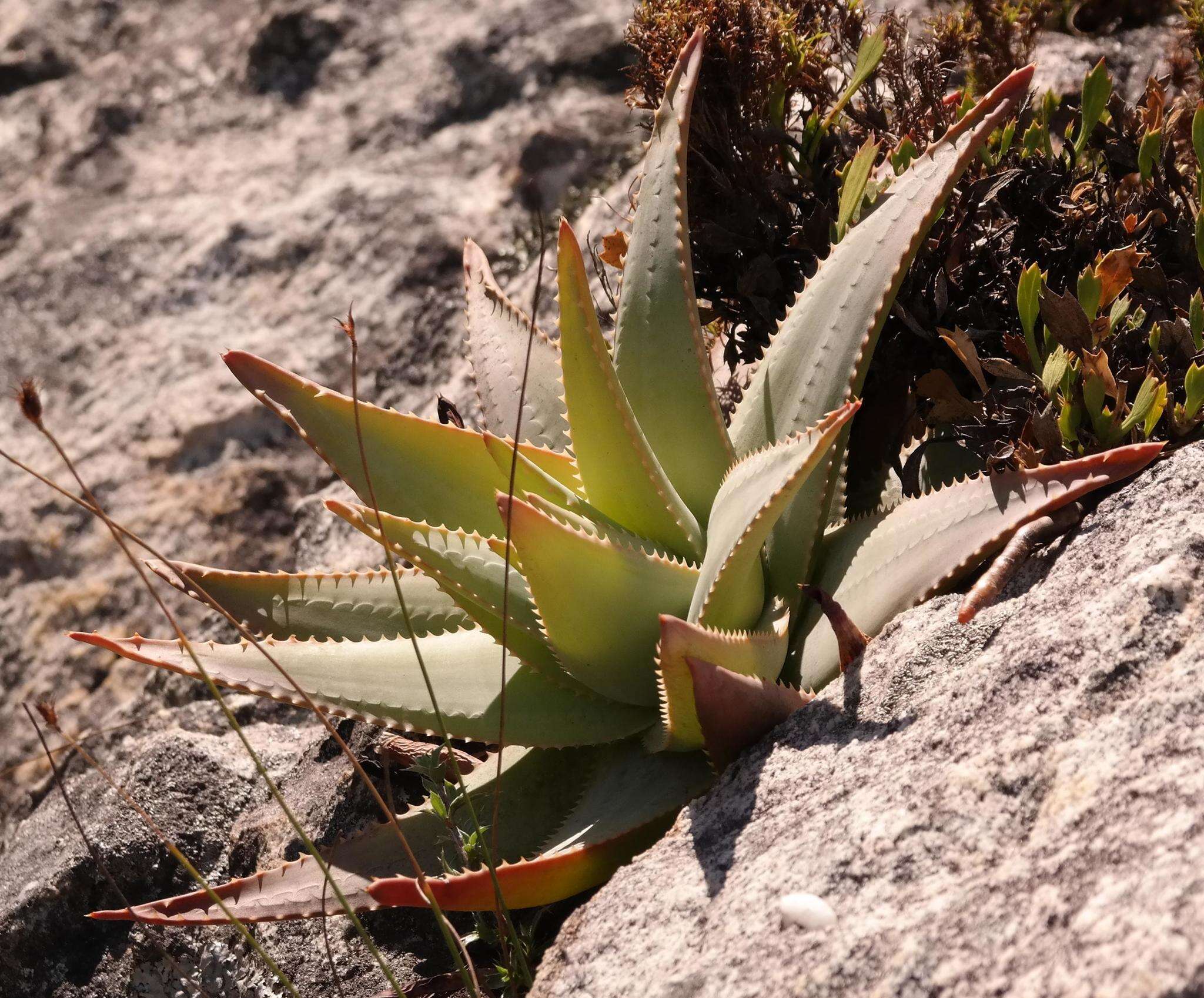 Слика од Aloe succotrina Weston