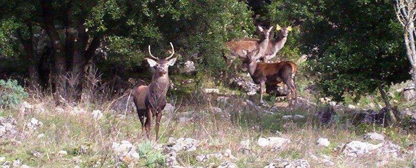 Image of Corsican red deer