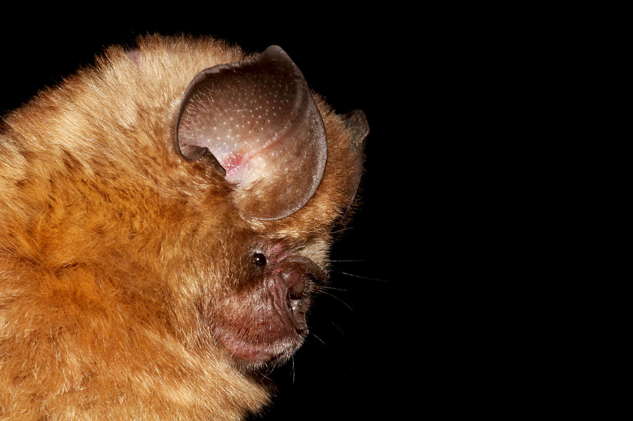 Image of Cape Leaf-nosed bat