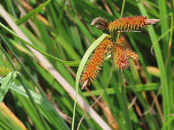 Imagem de Carex clavata Thunb.