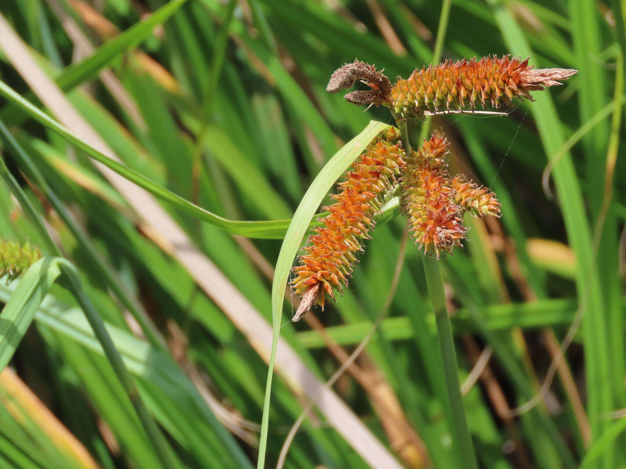 Imagem de Carex clavata Thunb.