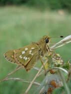 Image of Common Branded Skipper