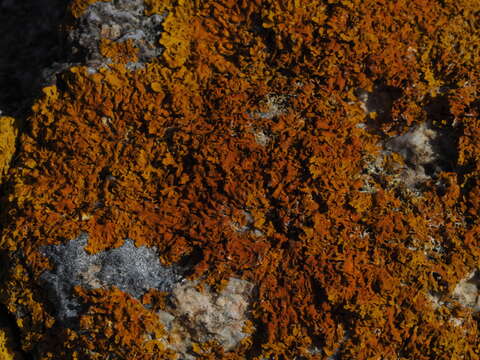 Image of Xanthoria aureola (Ach.) Erichsen