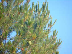 Image of Pinus cembroides subsp. lagunae (Rob.-Pass.) D. K. Bailey