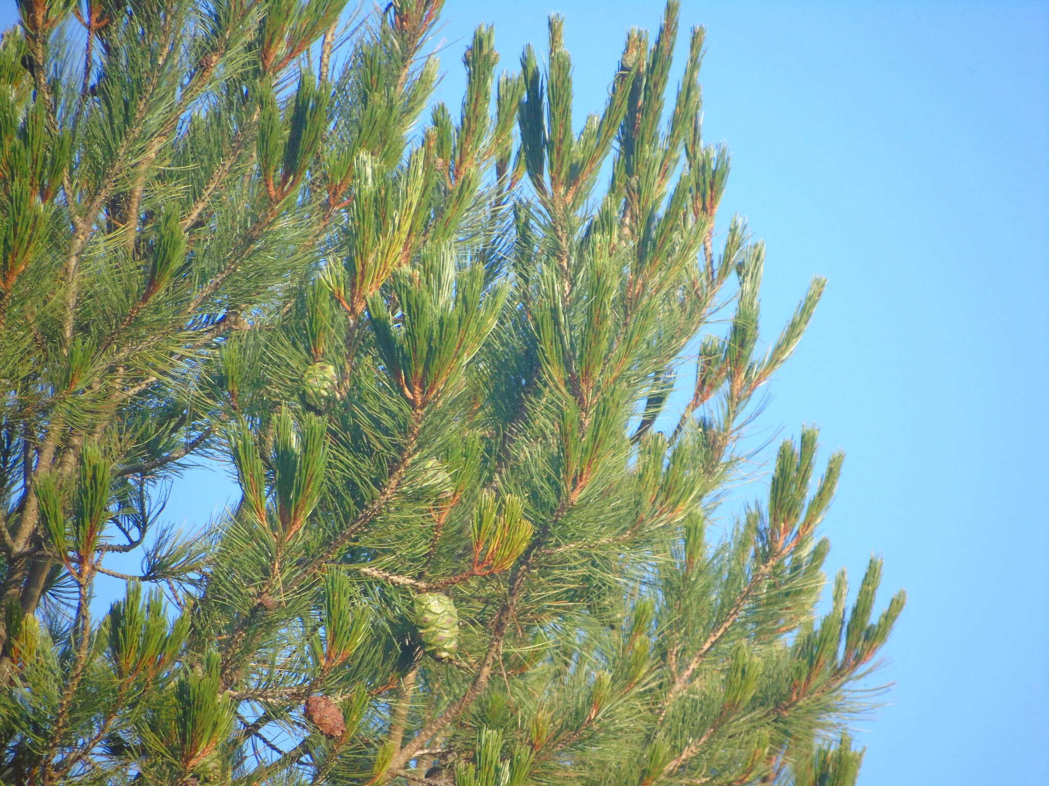 Pinus cembroides subsp. lagunae (Rob.-Pass.) D. K. Bailey resmi