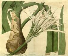 Image of Crinum lorifolium Roxb.