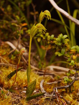 Image of Waireia stenopetala (Hook. fil.) D. L. Jones, M. A. Clem. & Molloy