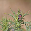 Plancia ëd Zygaena corsica Boisduval 1828