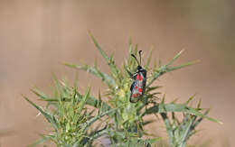 Image de Zygaena corsica Boisduval 1828