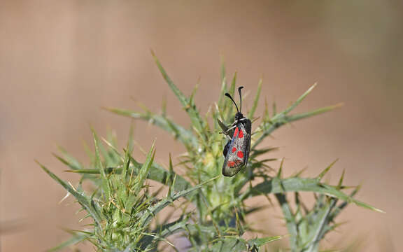 Image de Zygaena corsica Boisduval 1828