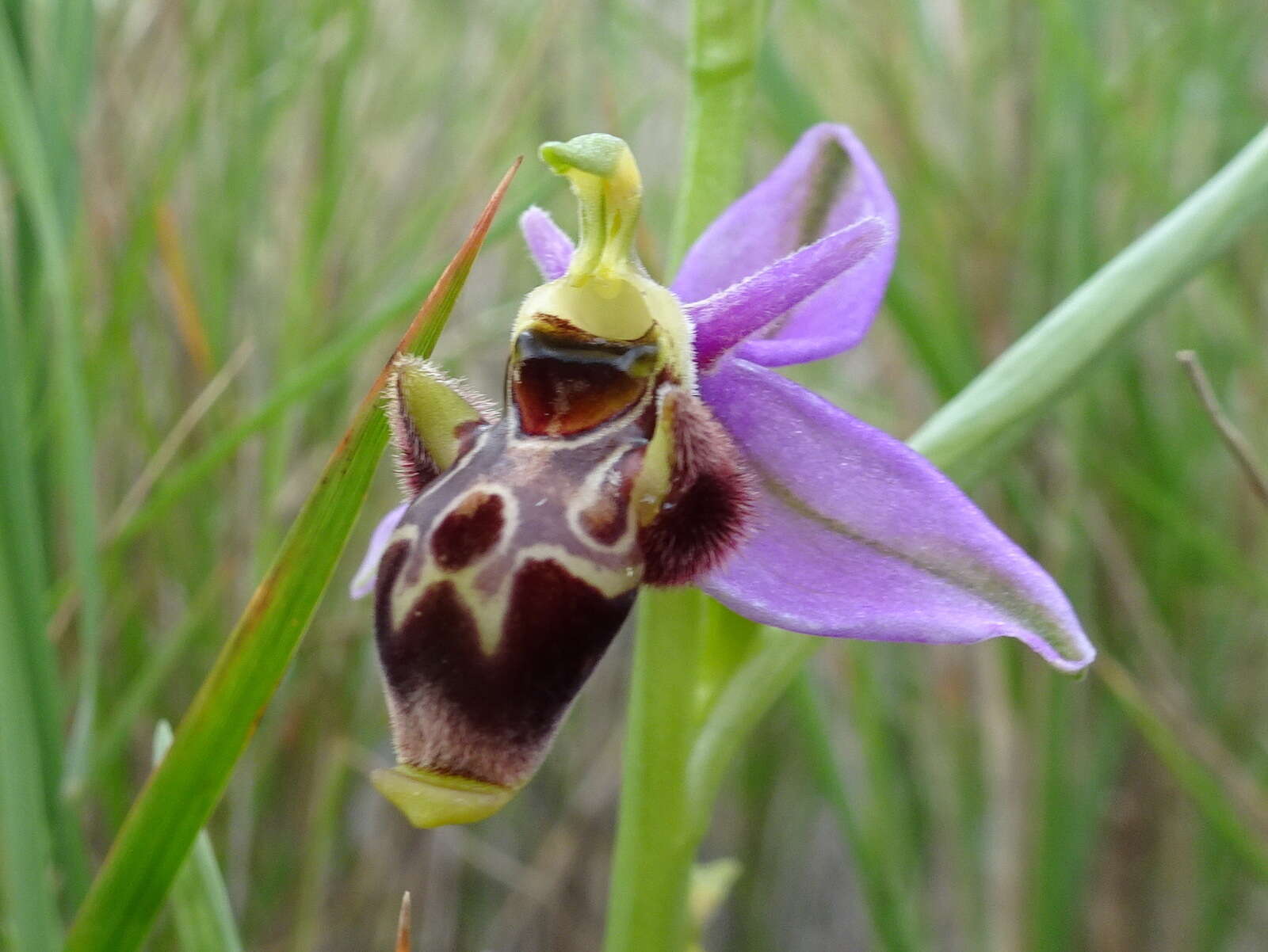 Image of Woodcock bee-orchid