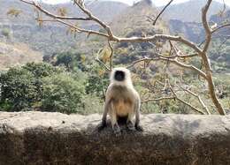 Image of Dussumier's Malabar Langur