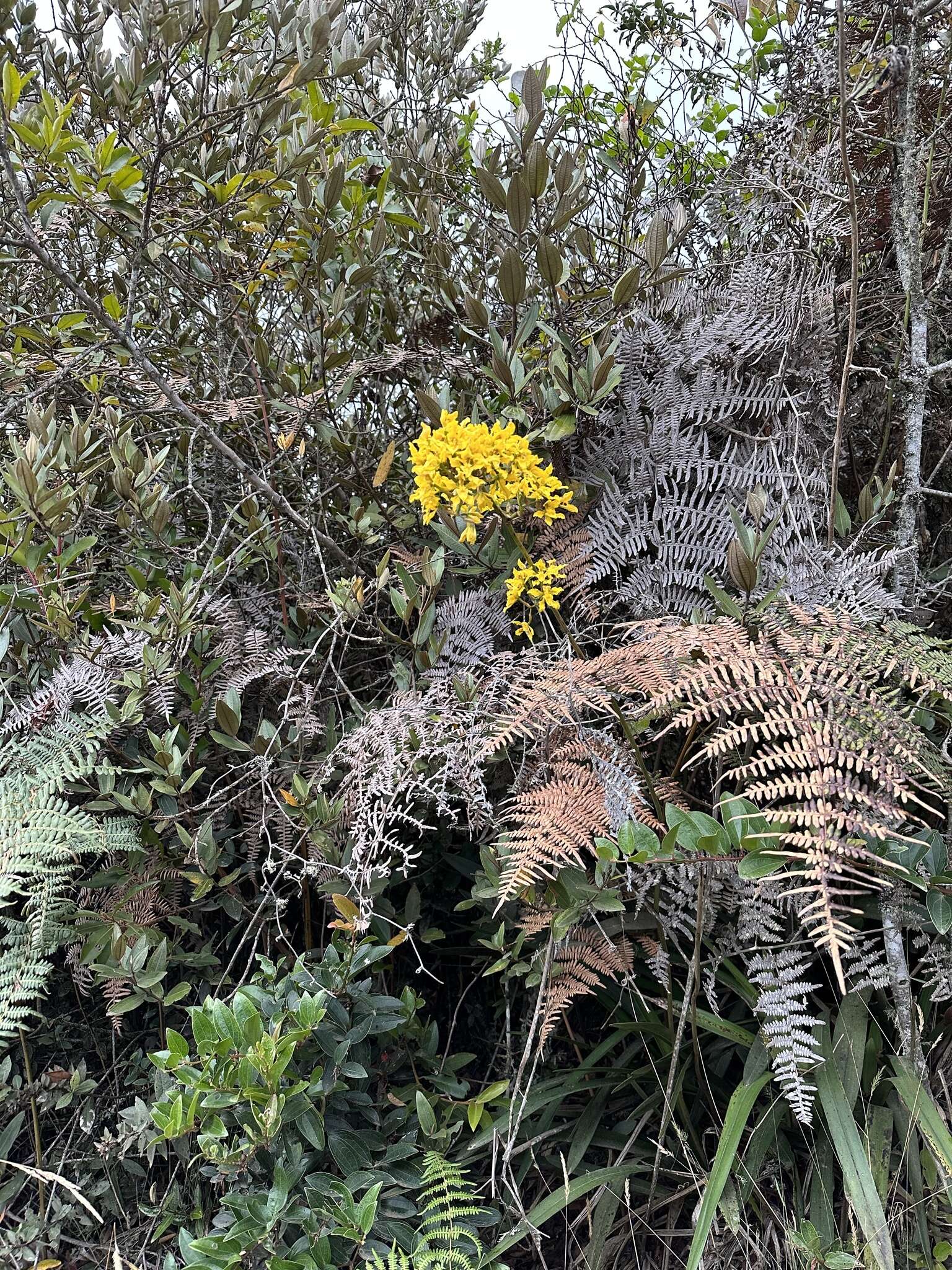 Image of Cyrtochilum revolutum (Lindl.) Dalström