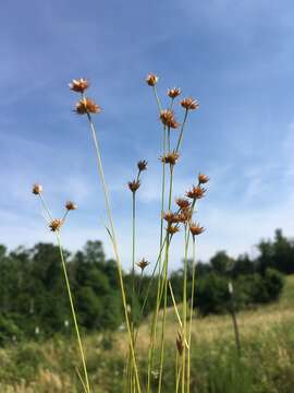 Image of Ring-Seed Rush