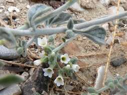 Heliotropium maris-mortui Zohary resmi