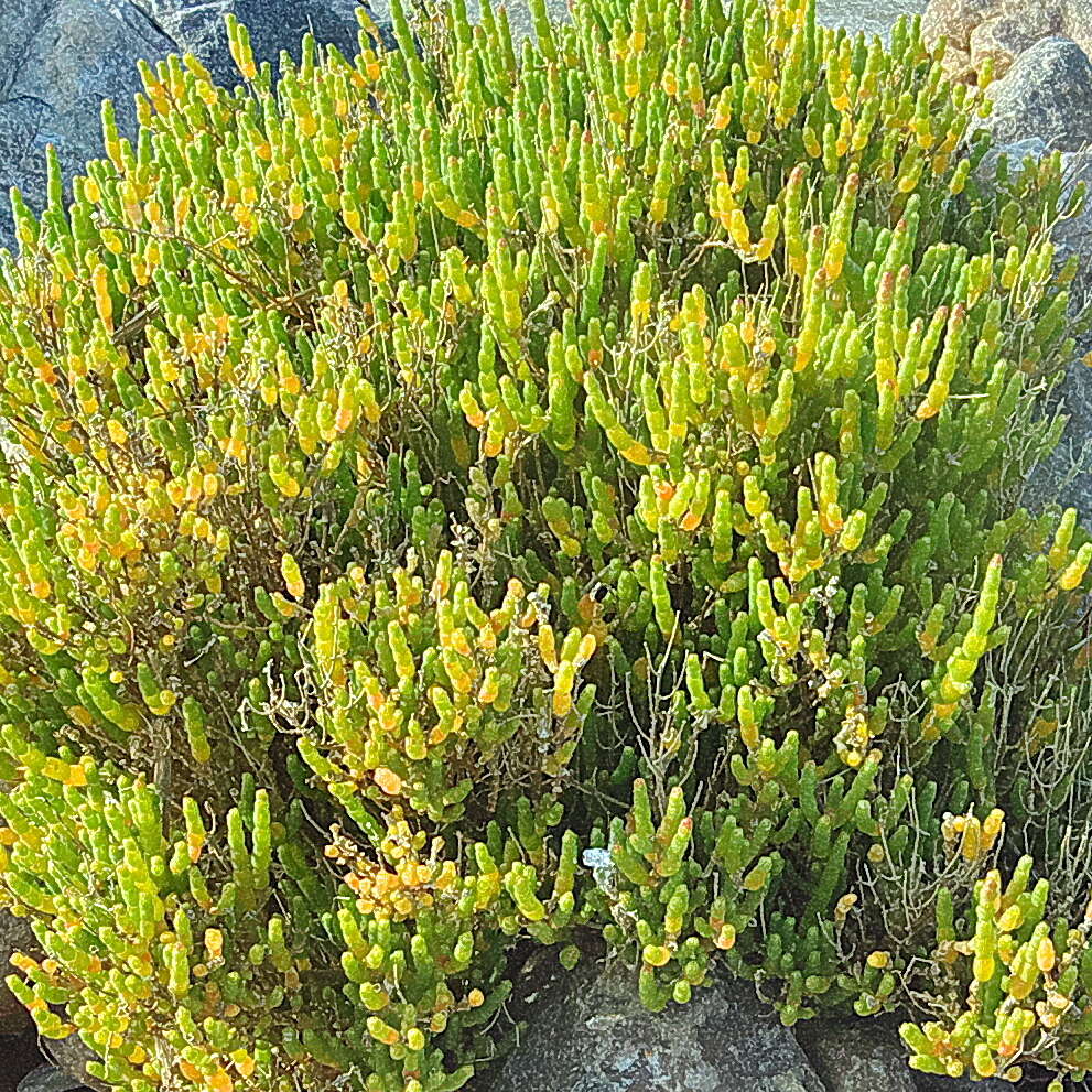 Image of Salicornia littorea (Moss) Piirainen & G. Kadereit