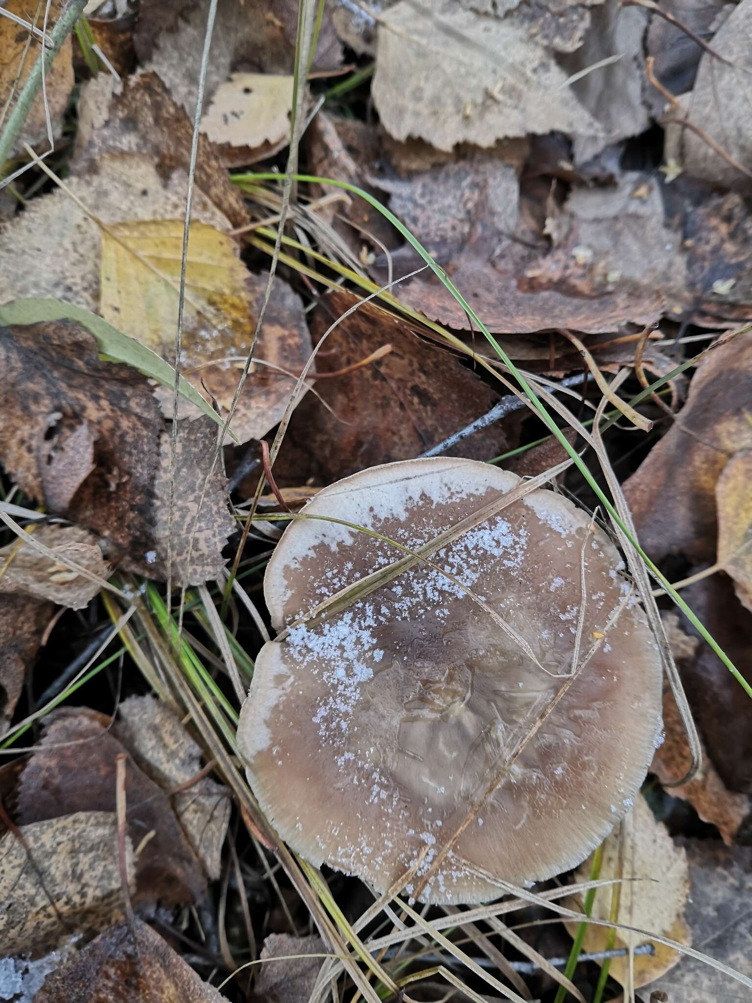 Image of Rhodocollybia asema (Fr.) Bendiksen & Dima 2021