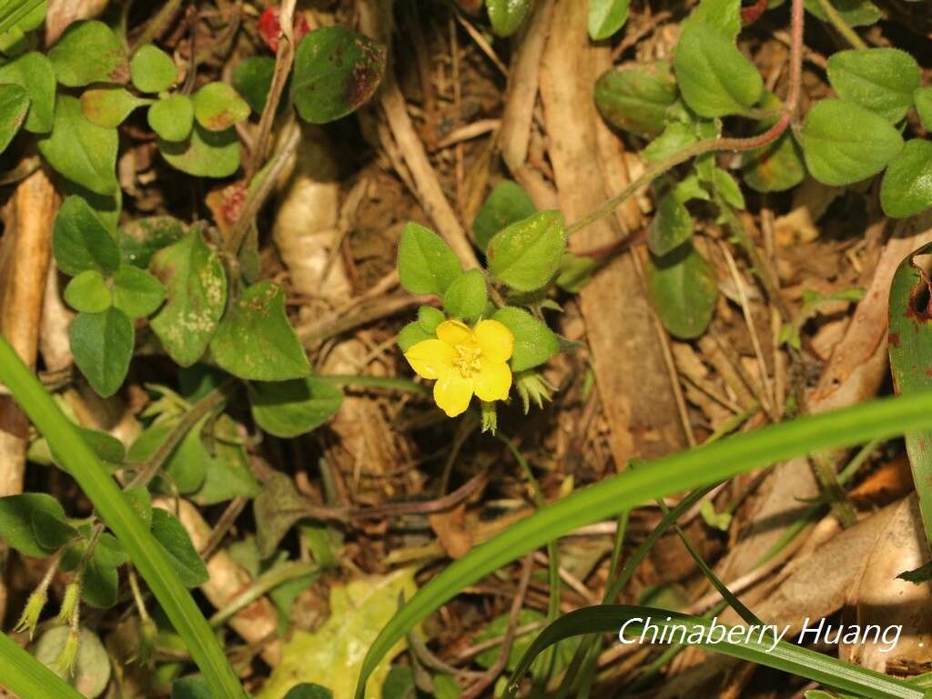 Plancia ëd Lysimachia remota Petitm.