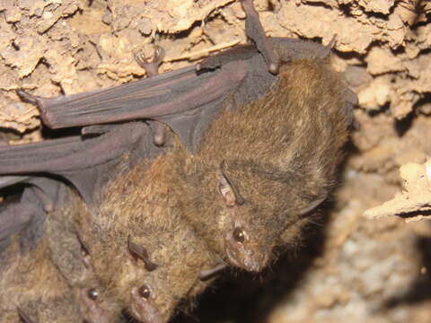 Image of Frosted Sac-winged Bat