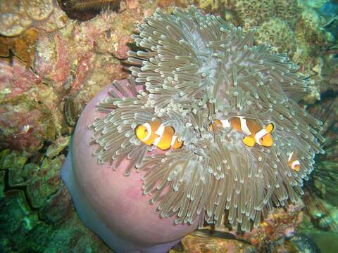 Image de Poisson-clown du Pacifique