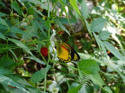 Image of Delias aurantiaca Doherty 1891