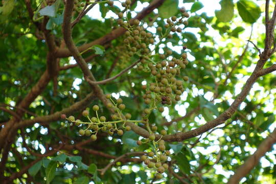 Image de Bischofia polycarpa (H. Lév.) Airy Shaw