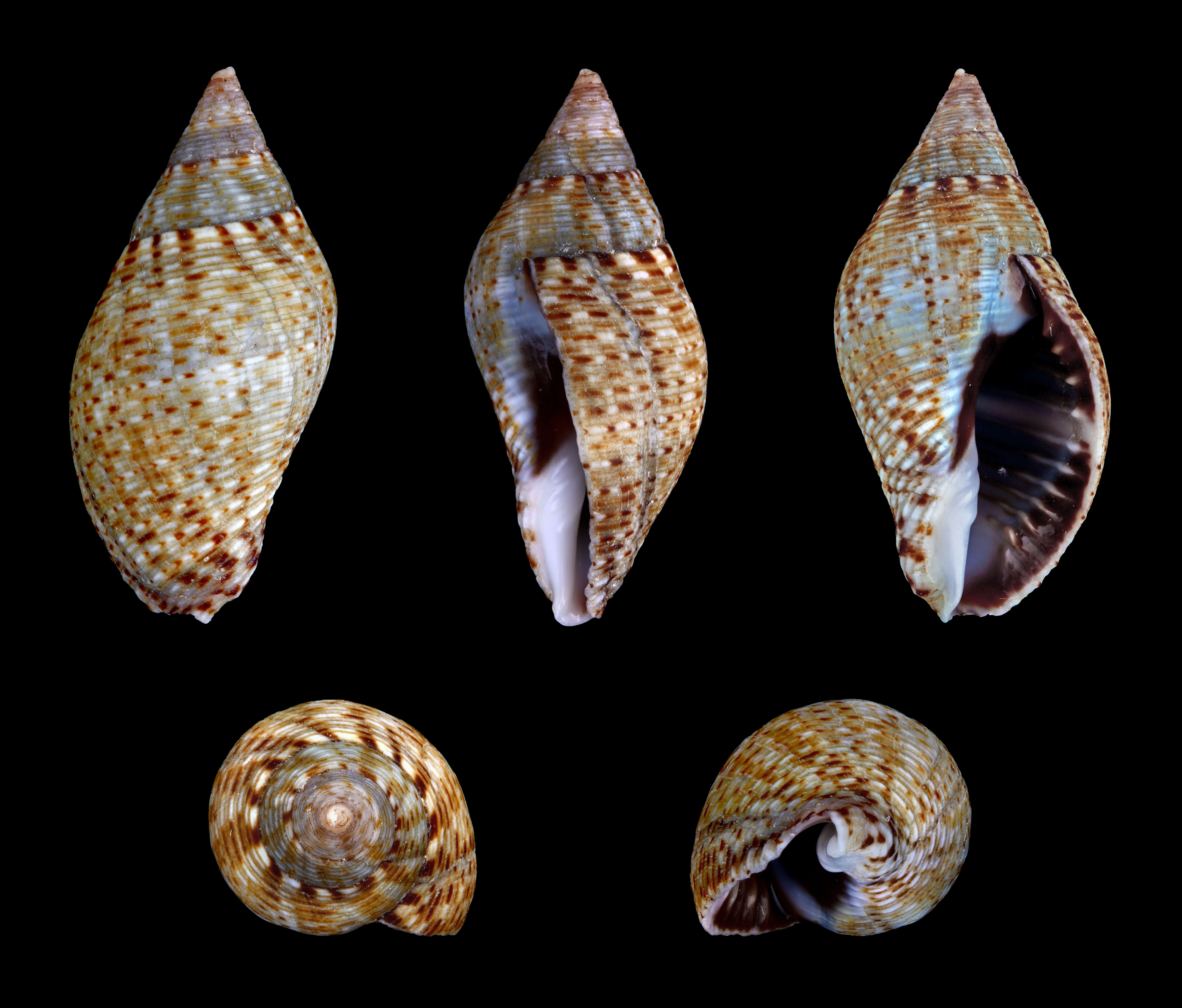 Image of spotted pisania