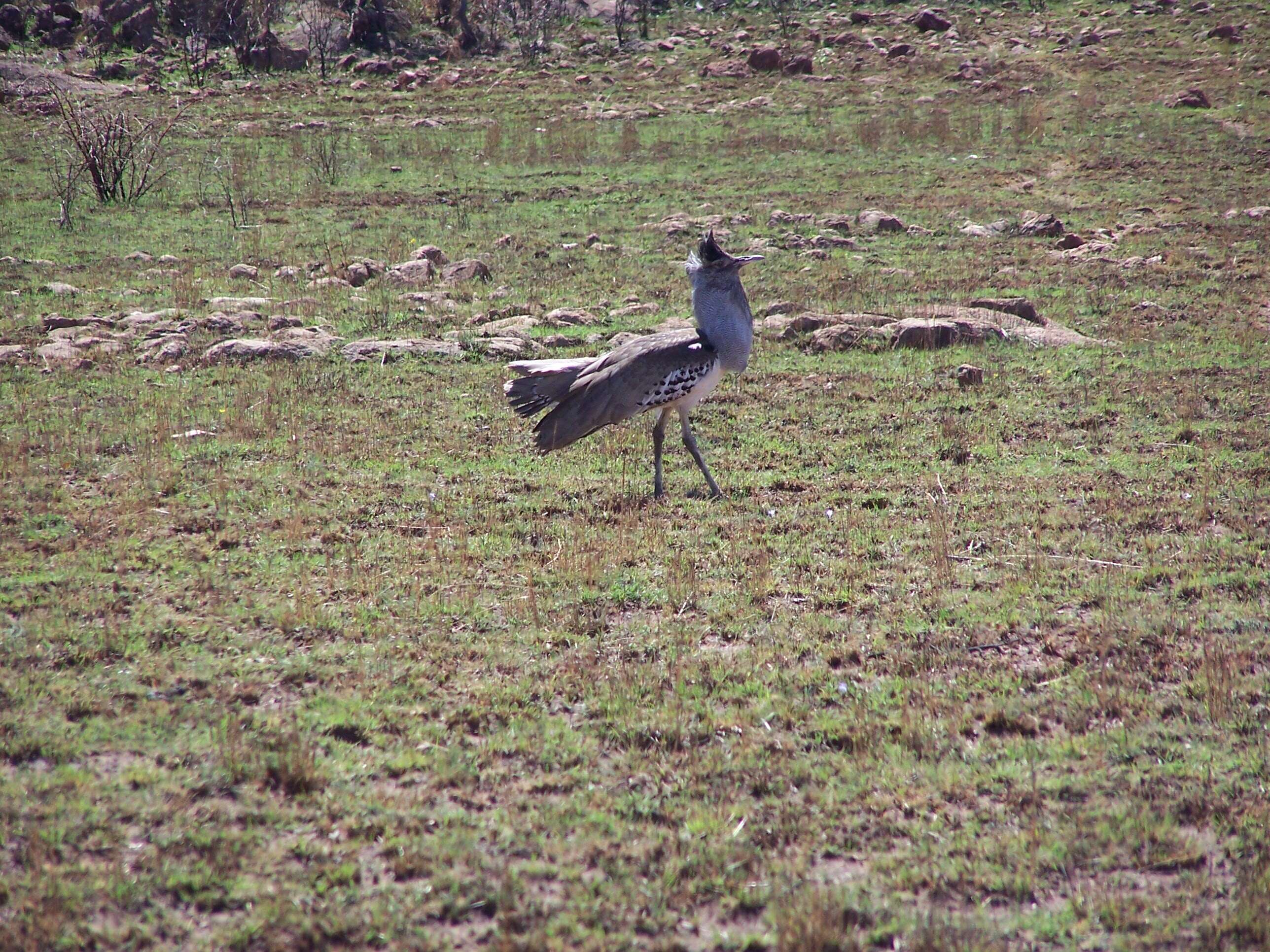 Image of Kori Bustard