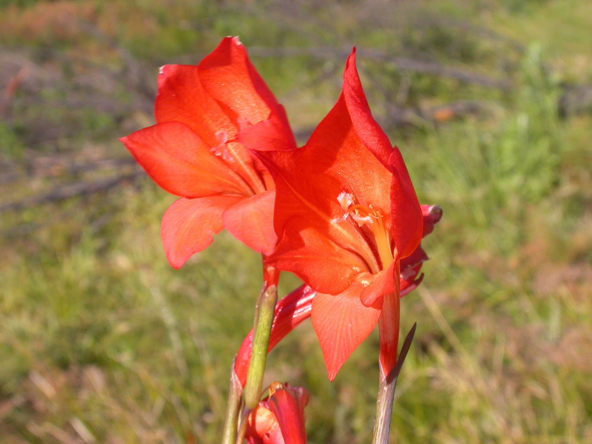 Imagem de Gladiolus huttonii (N. E. Br.) Goldblatt & M. P. de Vos