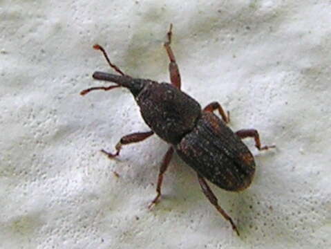 Image of rice weevil